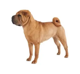 Fawn Chinese Shar‑Pei with wrinkled skin and curled tail standing on white background
