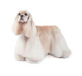 Cocker Spaniel standing in profile with long, flowing cream coat on a white background.
