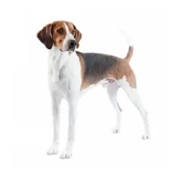 Tricolour English Foxhound standing alert with raised tail on white background