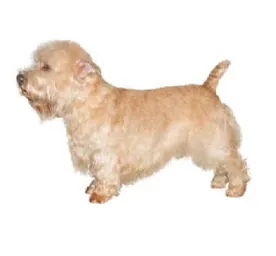 Wheaten Glen of Imaal Terrier standing in profile on a white background