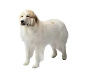 Large white Great Pyrenees with fluffy coat standing calmly on white background