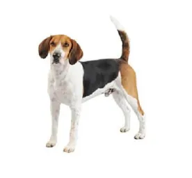 Tri‑coloured Harrier dog standing alert with raised tail on white background