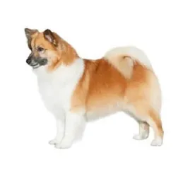 Red‑and‑white Icelandic Sheepdog with curled tail standing in profile on white background