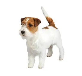 White and tan Jack Russell Terrier standing alert on a white background
