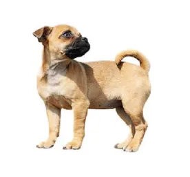 Tan Jug dog with curled tail standing and looking sideways on white background