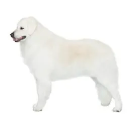 Large white Kuvasz standing in profile with fluffy coat on white background