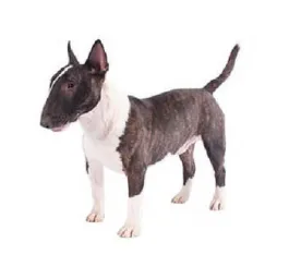 Brindle Miniature Bull Terrier standing alert with erect ears on white background