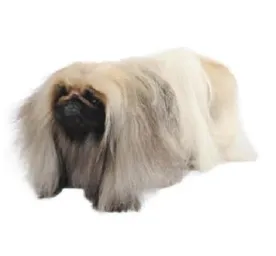 Long‑haired cream Pekingese with dark face standing on a white background