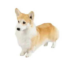 Tan‑and‑white Pembroke Welsh Corgi standing in profile on a white background