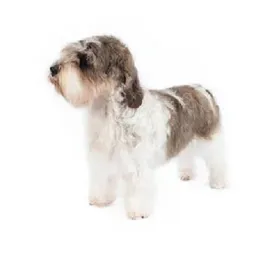 White‑and‑tan Petit Basset Griffon Vendéen standing in profile on white background