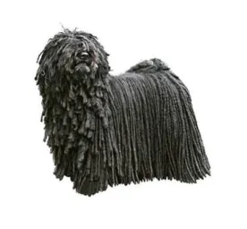 Black Puli with long corded coat standing in profile on white background