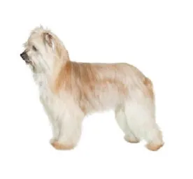 Long‑haired fawn Pyrenean Shepherd standing in profile on a white background