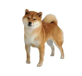 Red Shiba Inu with curled tail standing and facing forward on white background