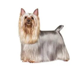Silky Terrier with long silver‑and‑tan coat standing on a white background