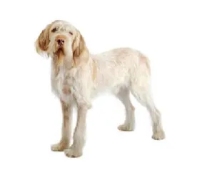 Wiry‑coated cream Spinone Italiano standing in profile on a white background