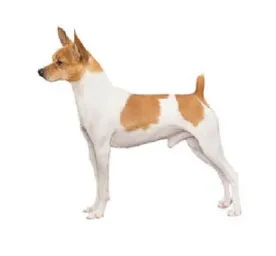 Toy Fox Terrier standing in profile with white and tan coat on a plain background
