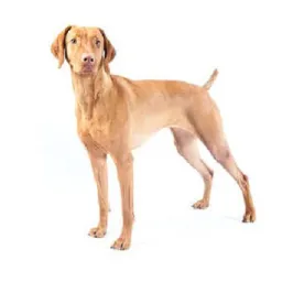 Vizsla standing in full profile with a sleek golden‑rust coat on a white background