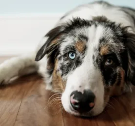Colitis in Dogs: Symptoms and Treatment