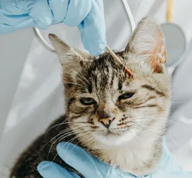 Ringworm in Cats