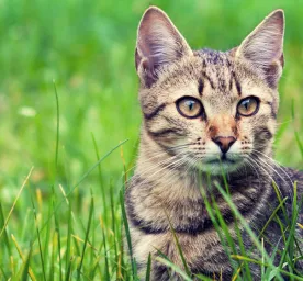 Cat Ticks: Causes, Signs and Treatment