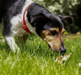 All About Dog Poop
