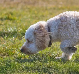 Why Do Dogs Eat Grass and Dirt