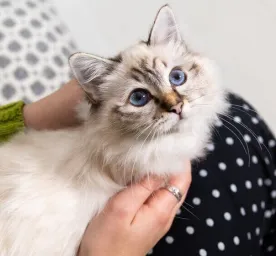 10 Cat Breeds with Blue Eyes