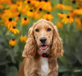 Yellow Dog Breeds You'll Want to Welcome