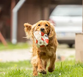 10 of the Most Energetic Dogs for Fitness Fanatic Owners