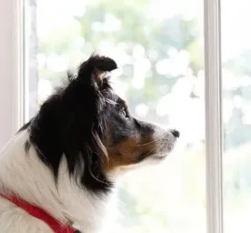 Dog Breeds That Can Be Left Alone