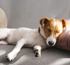 Dog Sleeping Positions What Do They Mean