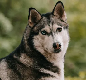 Most Stunning Mixed Breed Dogs