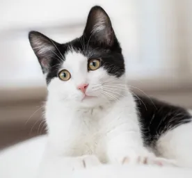 Fabulous Black and White Cat Names For Your Feline