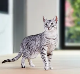 Egyptian Cat Breeds