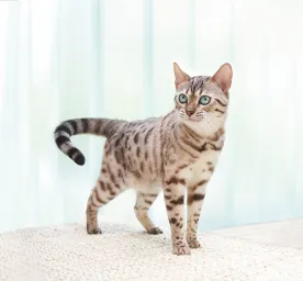 50 Bengal Cat Names