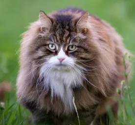 50 Of the Best Big Cat Names 