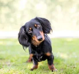 6 Common Health Problems in Dachshunds that Every Owner Needs to Know About