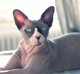 6 Hairless Cat Breeds