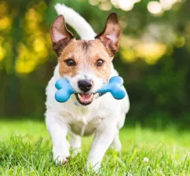 6 Home Remedies for Dogs that Every Owner Should Know About