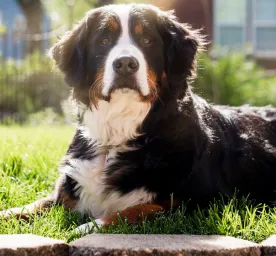 10 Mountain Dog Breeds
