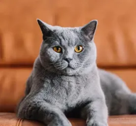 10 Amazing Grey Cat Names