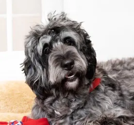 Big Fluffy Dog Breeds
