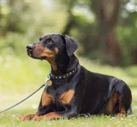 9 Black and Tan Dog Breeds