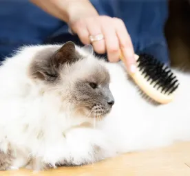 A Guide to Grooming Your Ageing Cat