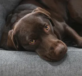 Addison’s Disease in Dogs