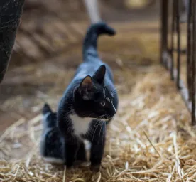 Adopting a Farm or Barn Cat Here is What to Expect