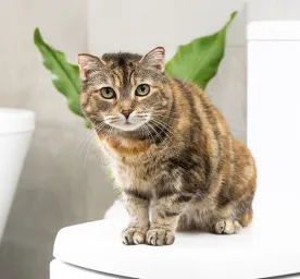 Antibiotics for Cats: What You Need to Know