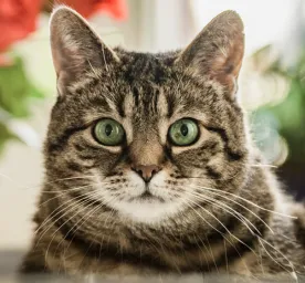 Are Lilies Poisonous to Cats