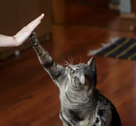 Benefits of Having a Cat
