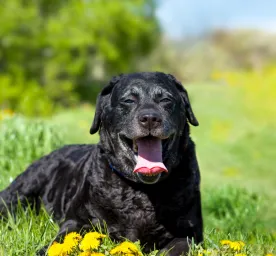 Best Black Dog Names: The Ultimate List